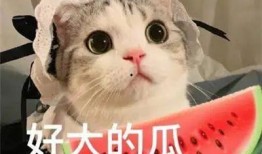 吃瓜网红章鱼哥是谁,吃瓜界的“海洋侦探”