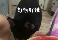 拉拉吃瓜网红,揭秘网红圈背后的瓜田秘事
