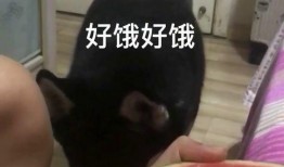 拉拉吃瓜网红,揭秘网红圈背后的瓜田秘事