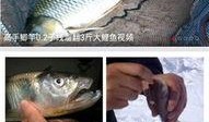 钓鱼爆料视频下载免费,免费下载背后的真相与技巧